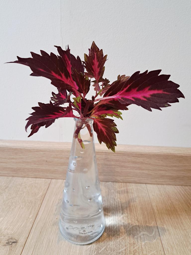 Siernetel Stekje (Coleus), Huis en Inrichting, Kamerplanten, Overige soorten, Volle zon, Ophalen