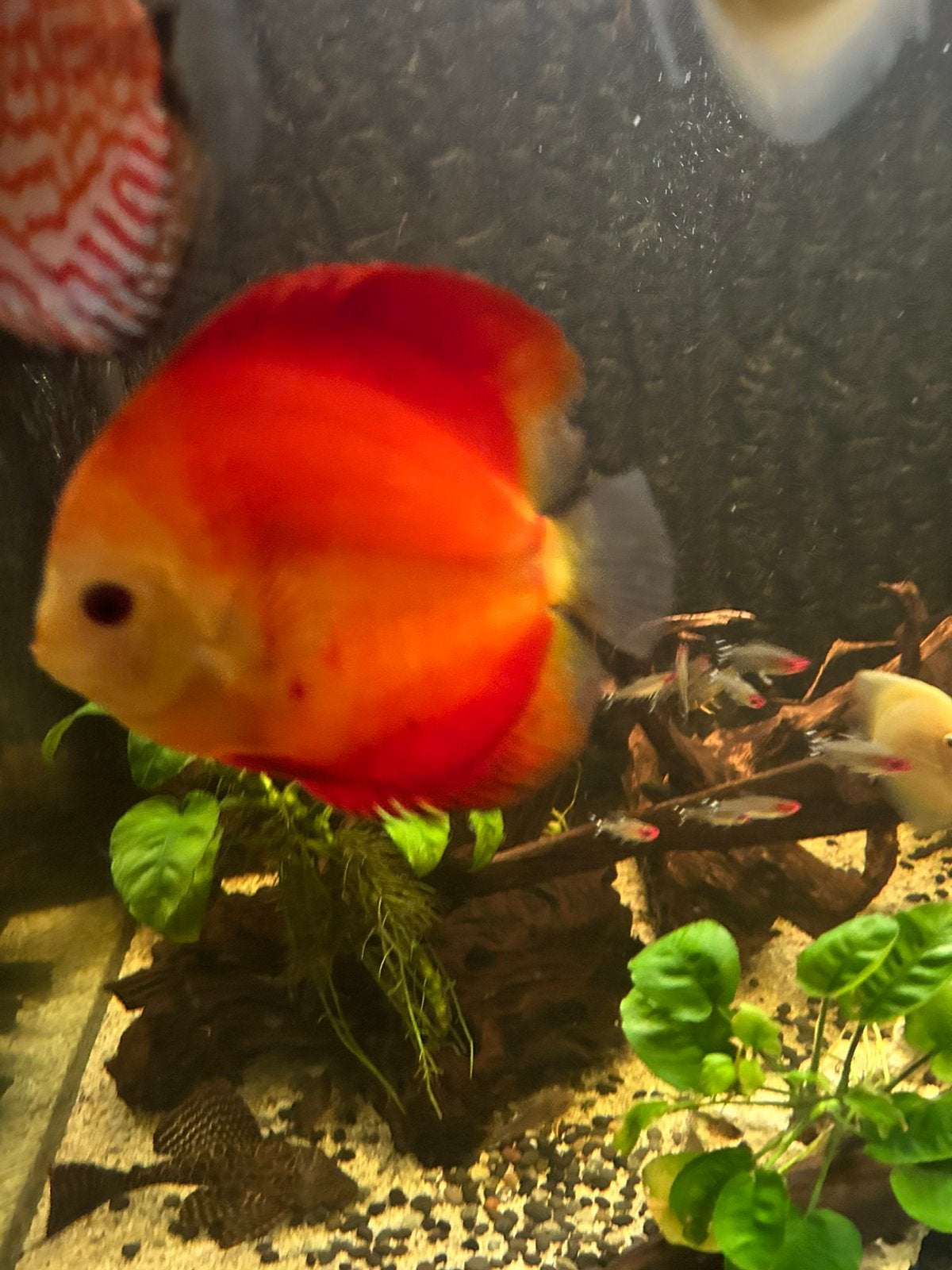 Discusvis ongeveer 18 cm, Dieren en Toebehoren, Vissen | Aquariumvissen