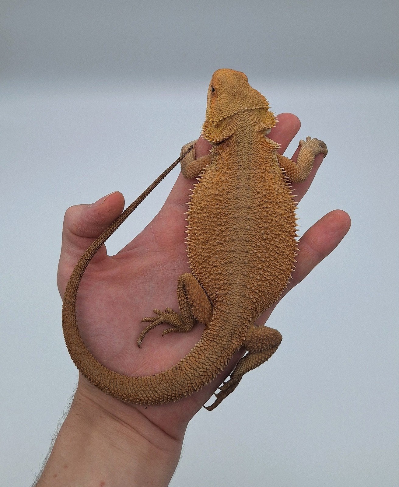 hypo witblits 66 % l'homme-dragon barbu translucide 2026, Lézard, Domestique, 0 à 2 ans