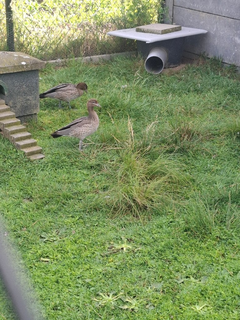 koppel maneganzen, Dieren en Toebehoren, Overige Dieren, April, Meerdere dieren