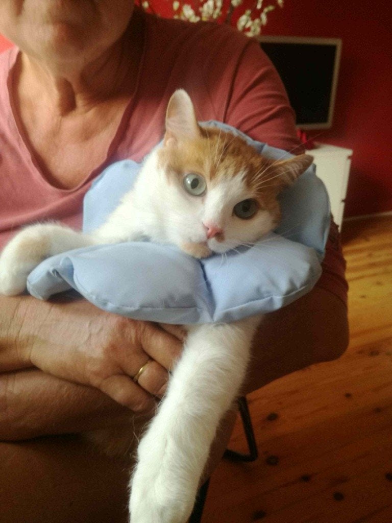 Kattenopvang nabij Brugge, 1 nacht gratis vanaf 7 dagen, Ophalen