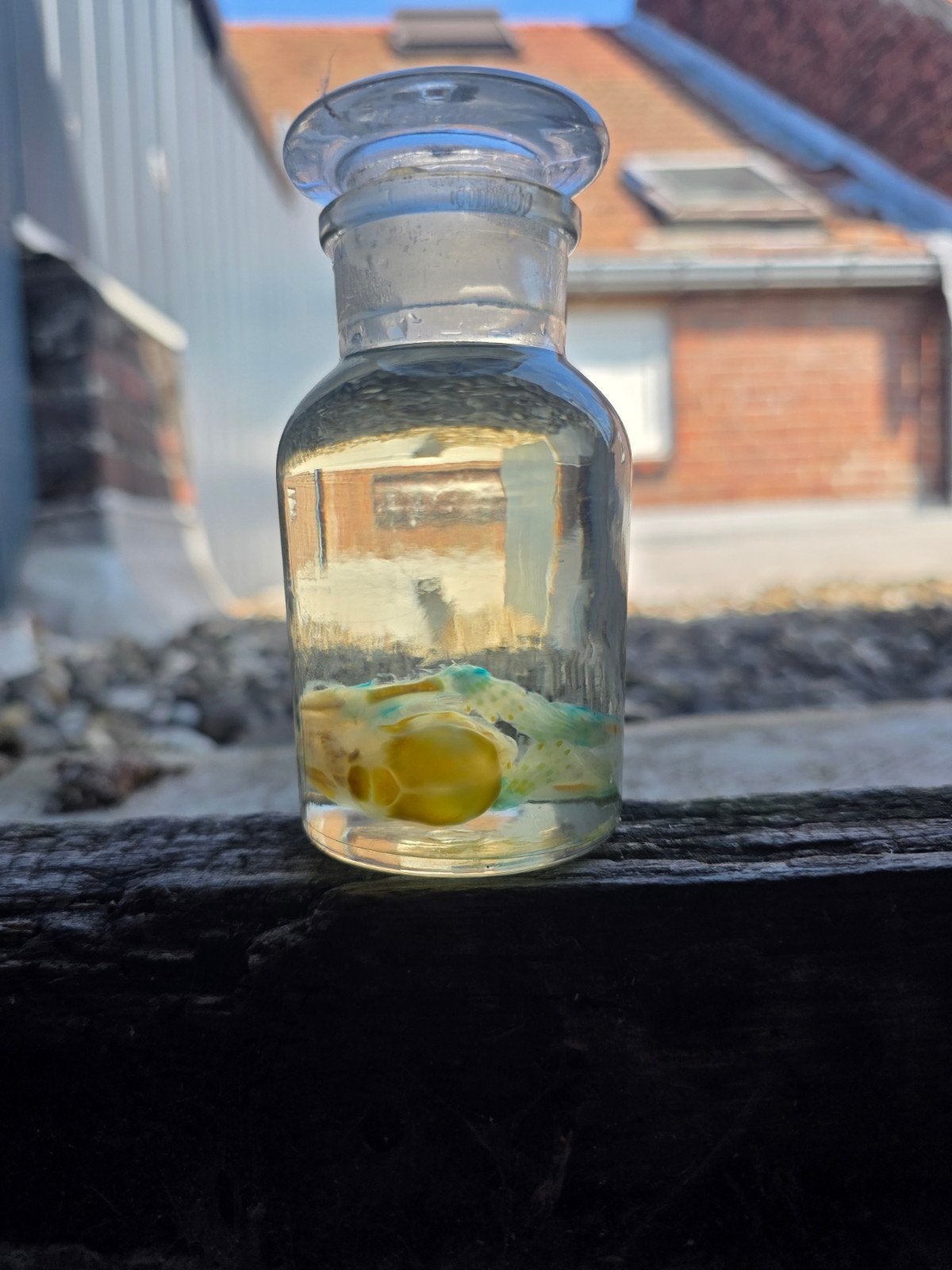 diaphonized katje op sterk water, Verzamelen, Dierenverzamelingen, Ophalen, Gebruikt, Hond of Kat, Opgezet dier