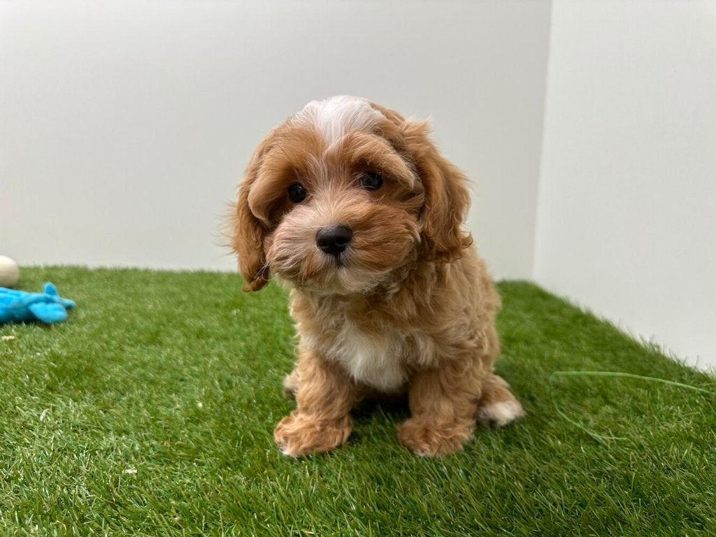 Chiots Maltipoo