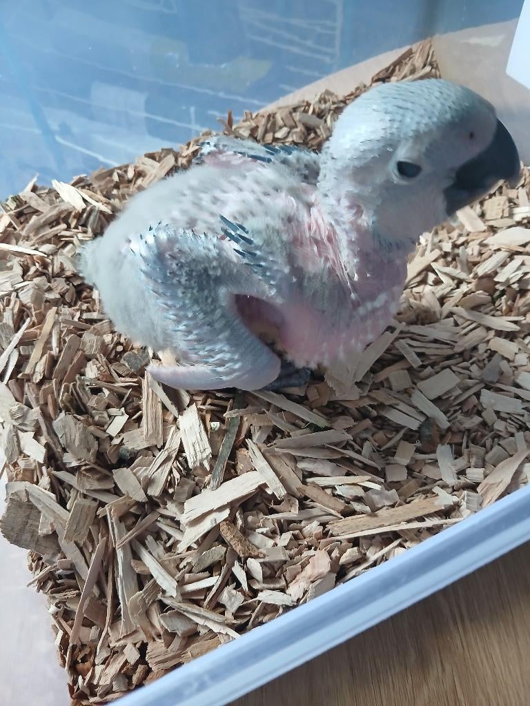 Bebe ara ararauna, Dieren en Toebehoren, Vogels | Parkieten en Papegaaien, Geslacht onbekend, Papegaai, Pratend