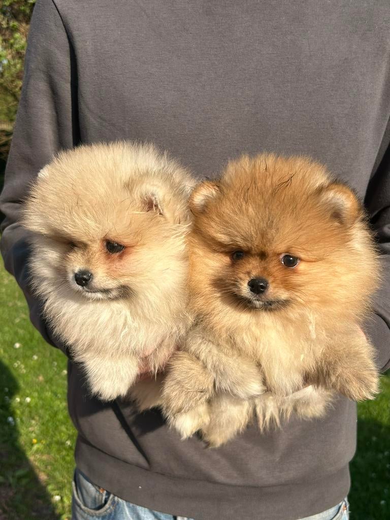 Superbes petits chiots pomériens (tête d'ours), Particulier, Loulou, 8 à 15 semaines, Plusieurs