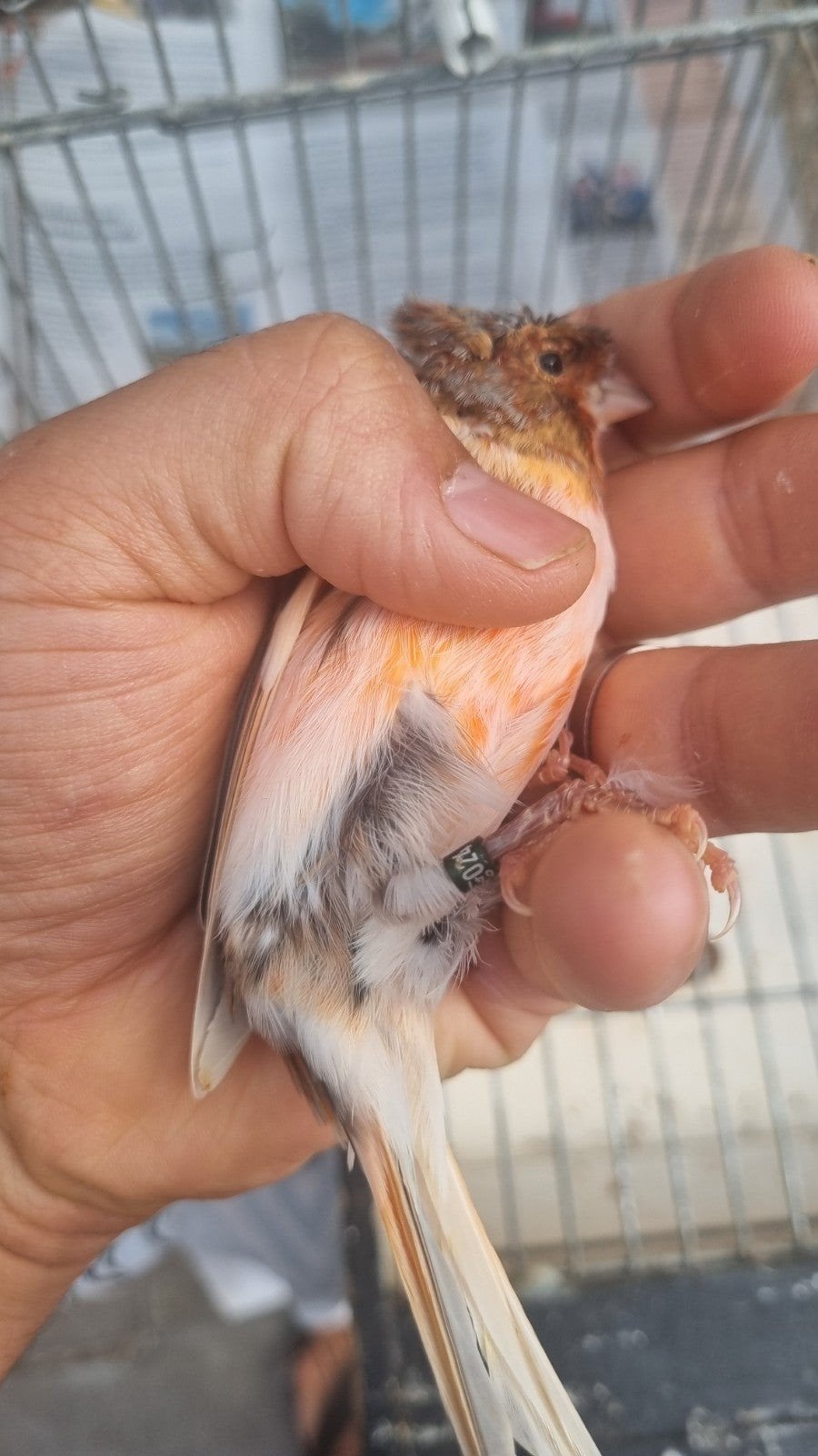 Portugees harlekijn kanarie, Dieren en Toebehoren, Vogels | Kanaries, Meerdere dieren, Kleurkanarie