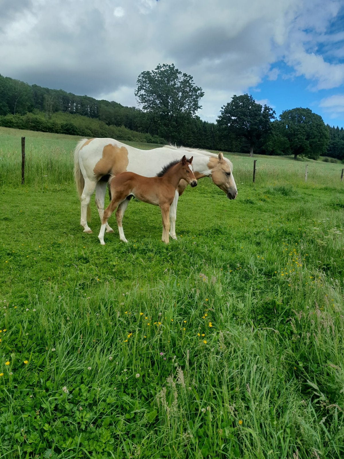 Quatre poulains quarterhorse/paint à vendre. Fin d’elevage, Animaux & Accessoires, Chevaux, Plusieurs animaux, Ne s'applique pas