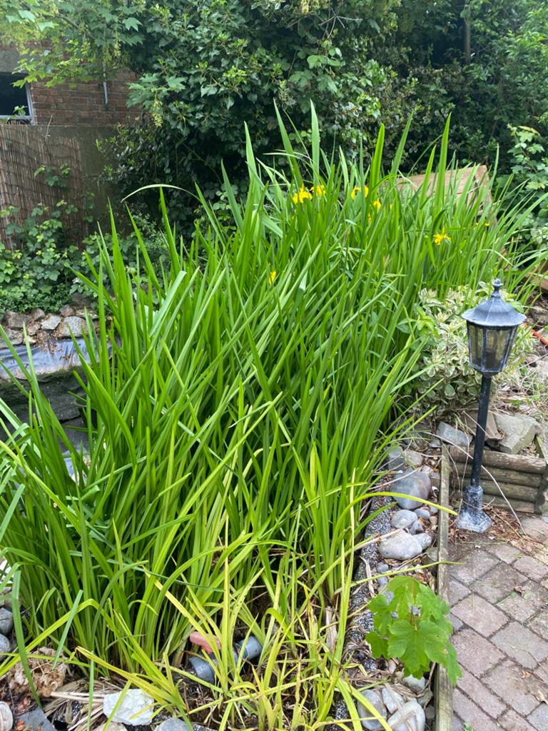 Vijverplanten groot, Enlèvement, Plantes de bassin