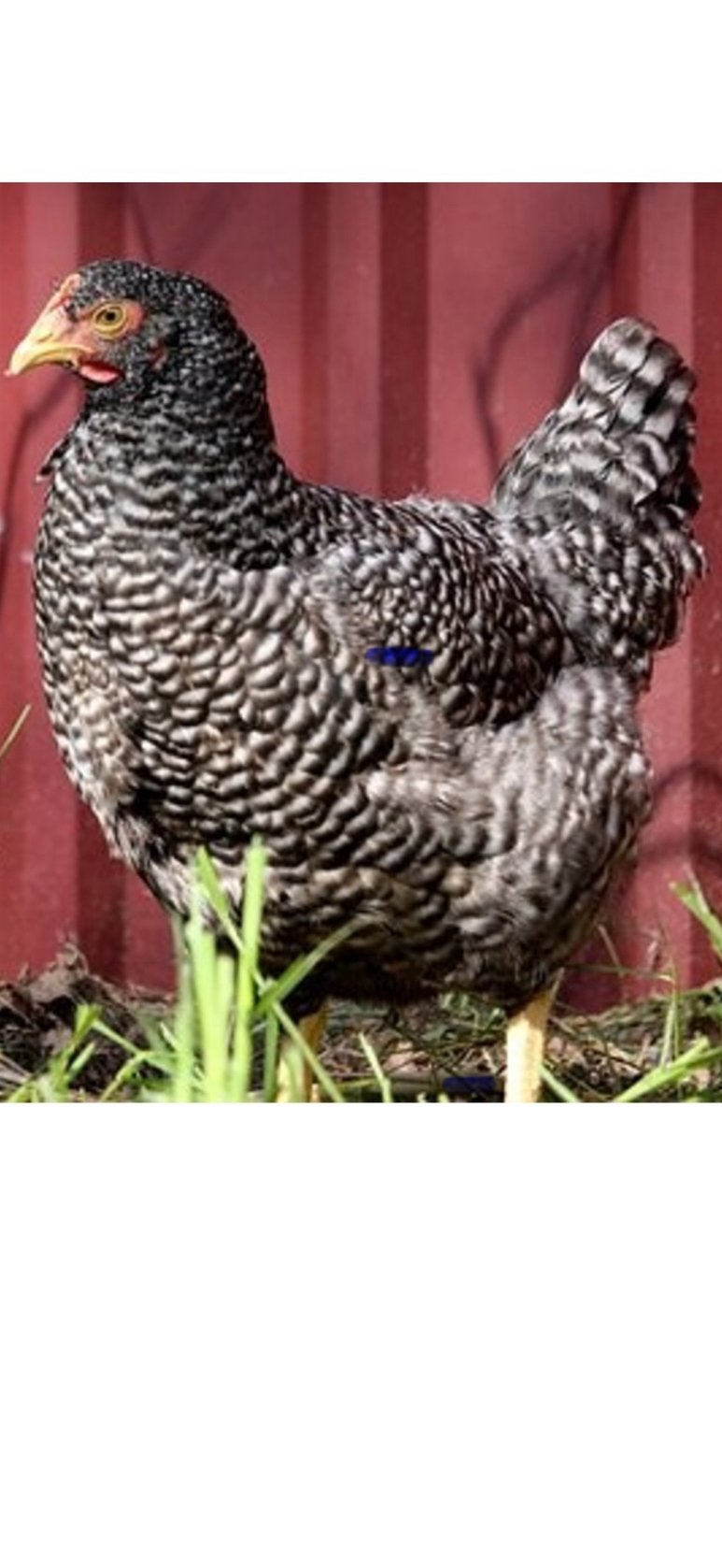 Mechelse koekoek hen, Dieren en Toebehoren