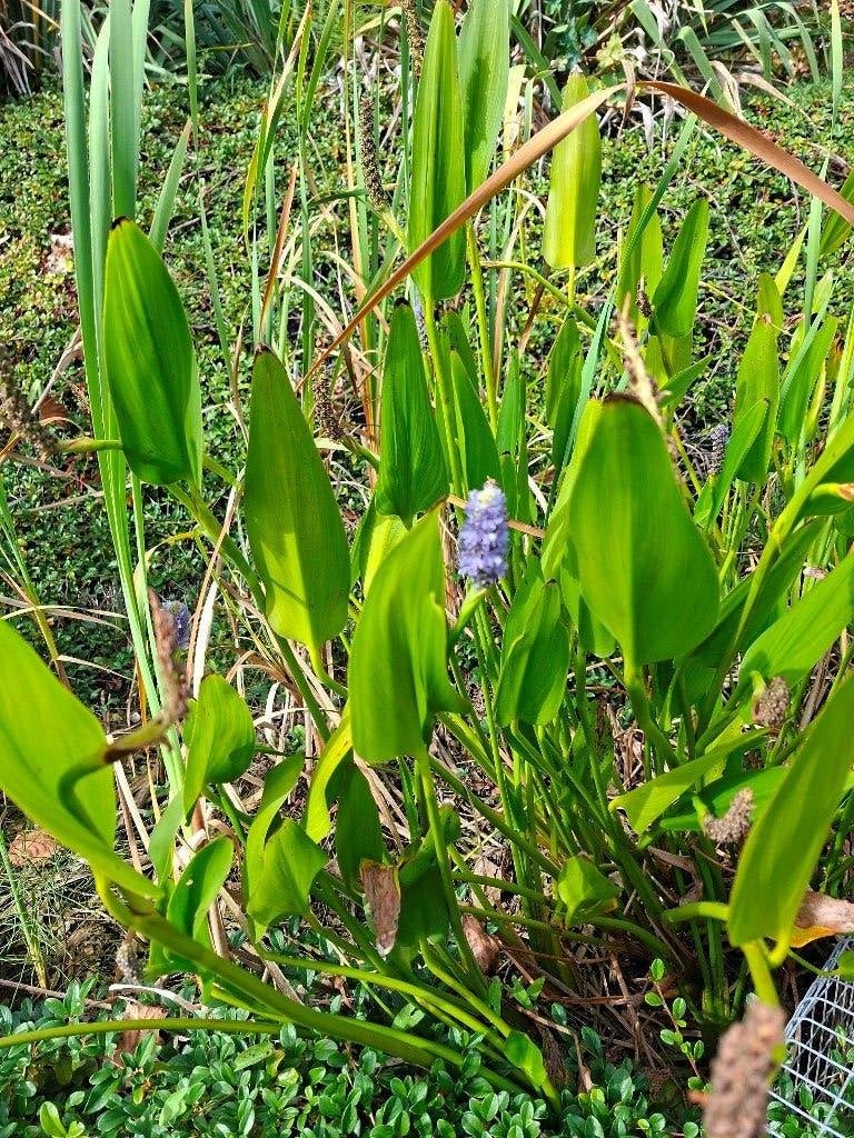 vijverplanten, Tuin en Terras, Ophalen