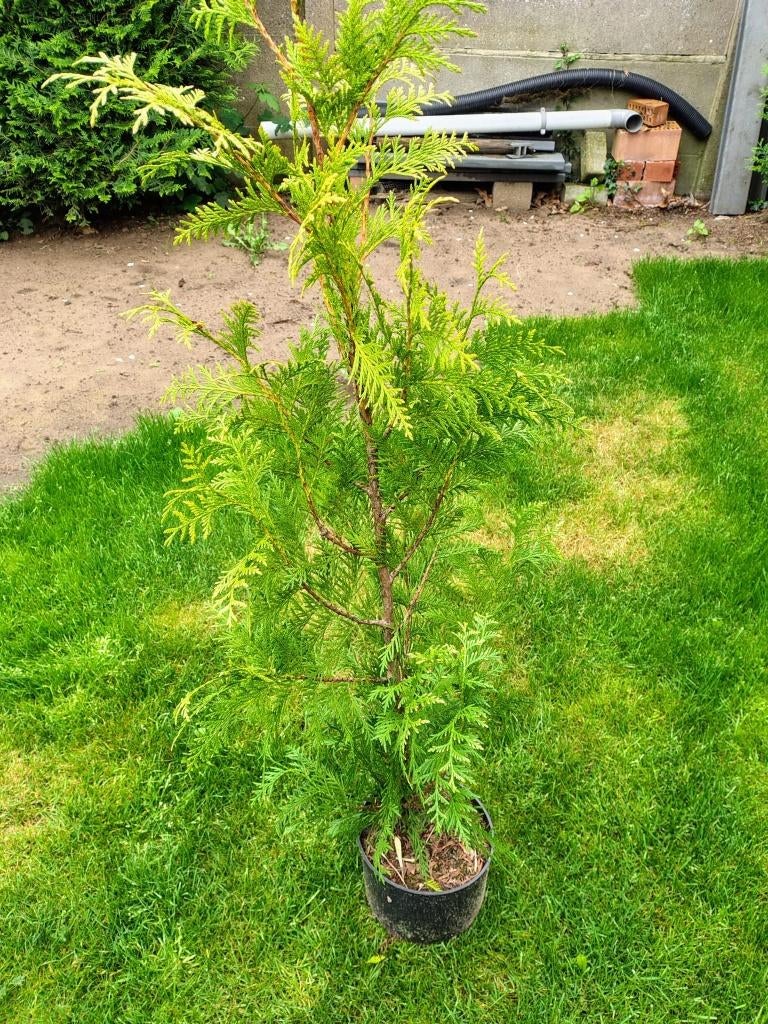 Coniferen boompjes, Ophalen of Verzenden, Conifeer, Haag, 100 tot 250 cm