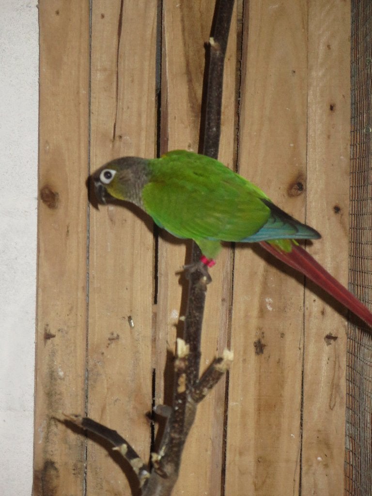 échange conure molinae sexée ADN Mâle contre femelle, Mâle