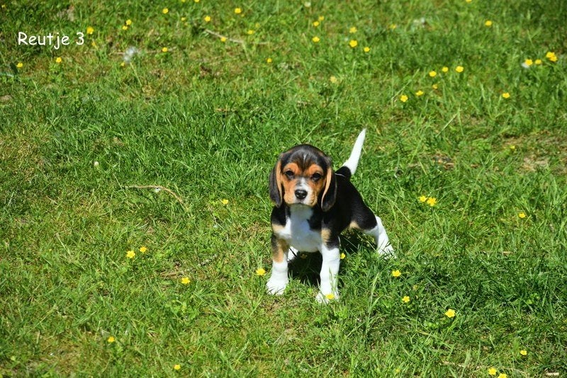 Prachtige Beagle pupjes, Animaux & Accessoires, Chiens | Beagles, Bassets & Chiens courants, Plusieurs animaux, Beagle, Éleveur | Professionnel