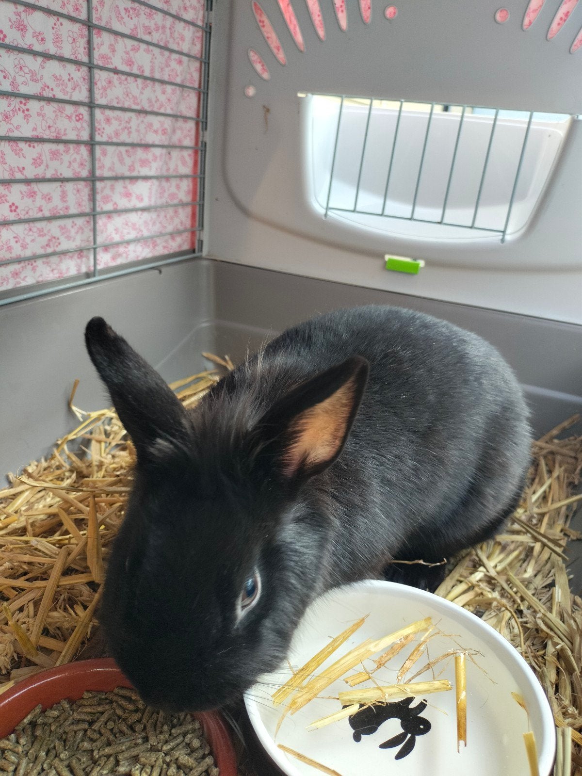 Koppeltje dwergkonijntjes., Dieren en Toebehoren, Meerdere dieren, Dwerg, 0 tot 2 jaar