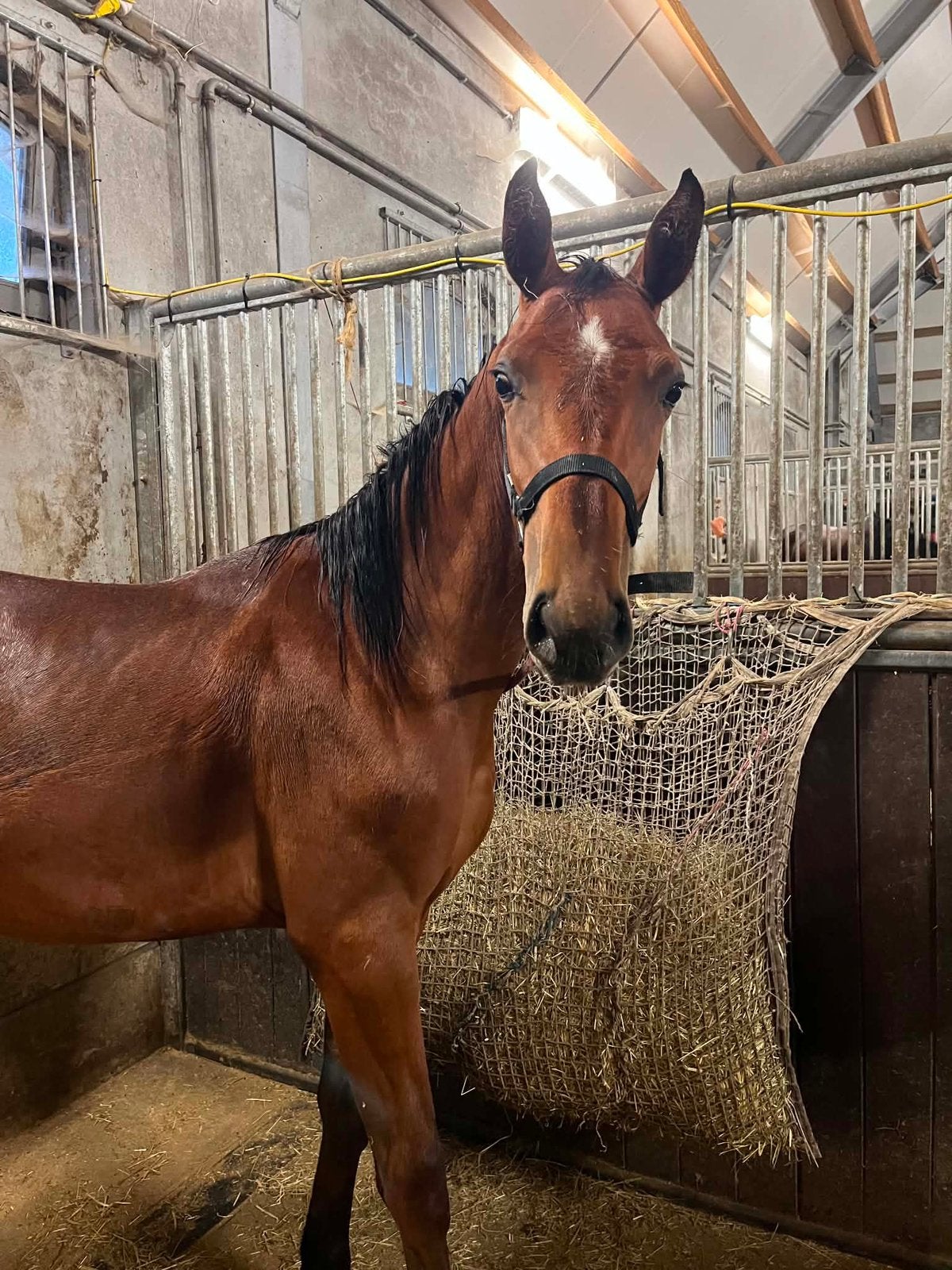Kashmir van schuttershof X Senecio Z, Animaux & Accessoires, Chevaux, Étalon, M, 165 à 170 cm, 0 à 2 ans, Cheval de saut, Avec pedigree