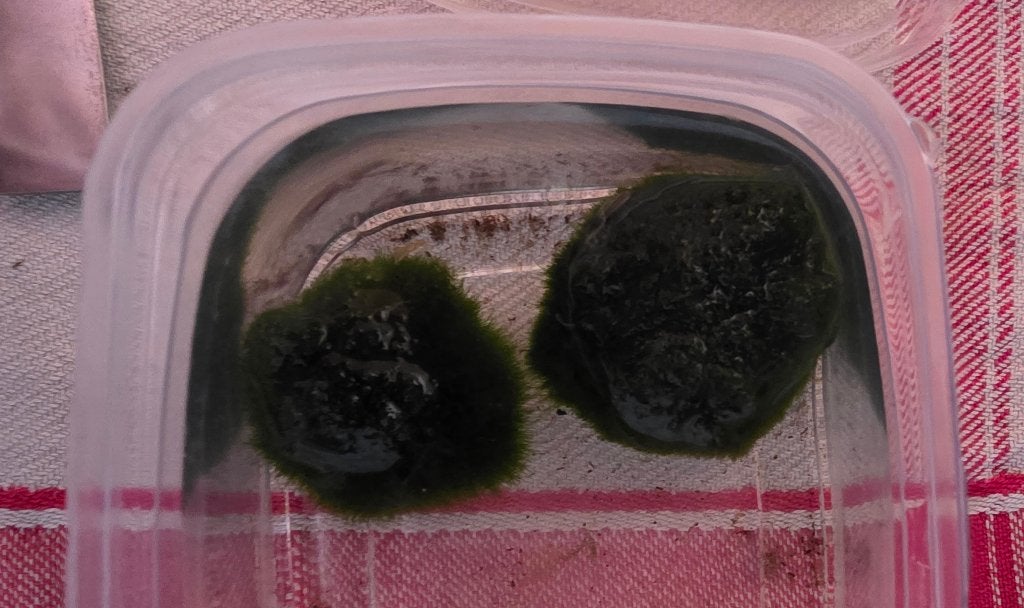 Mosbal (3cm), Dieren en Toebehoren, Ophalen