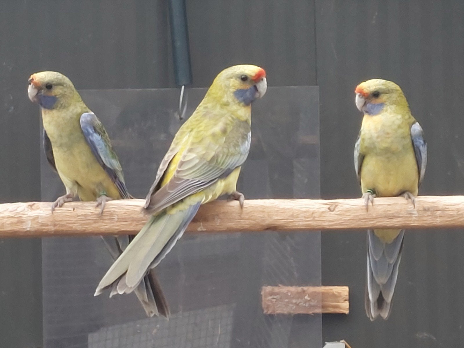 Strogele Rosella, Dieren en Toebehoren, Meerdere dieren, Parkiet, Geringd