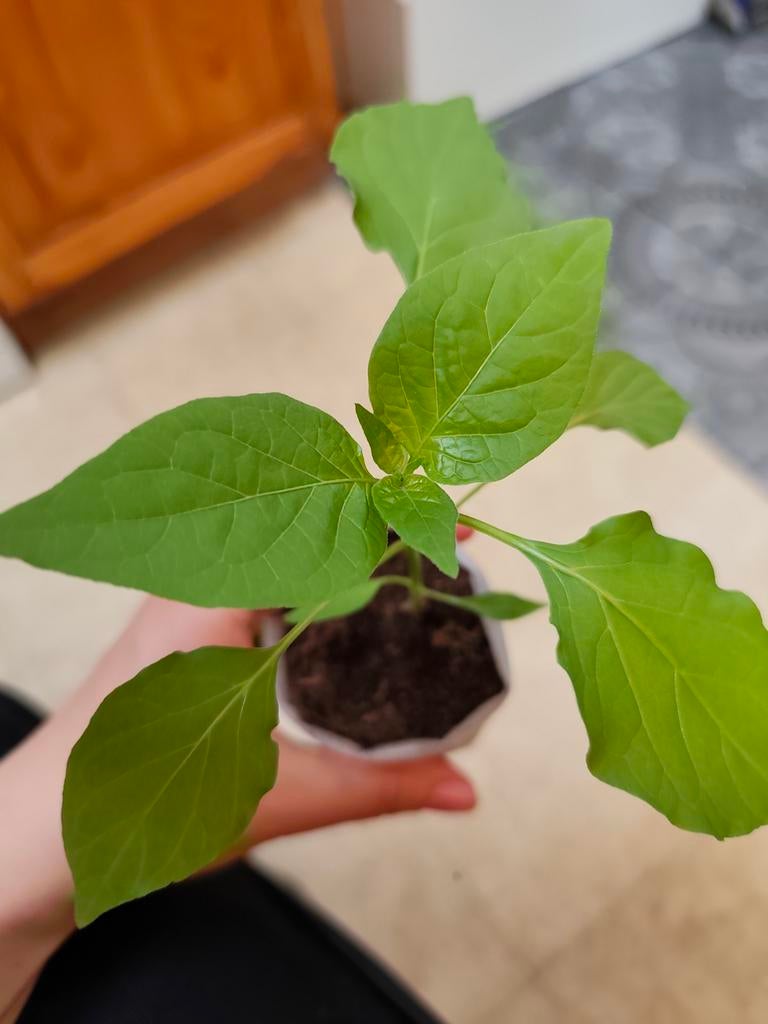 Sugar Rush Peach | Peper Planten - Laatste stuks, Tuin en Terras, Ophalen