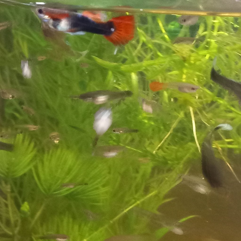Guppie, Dieren en Toebehoren, Vis, Zoetwatervis