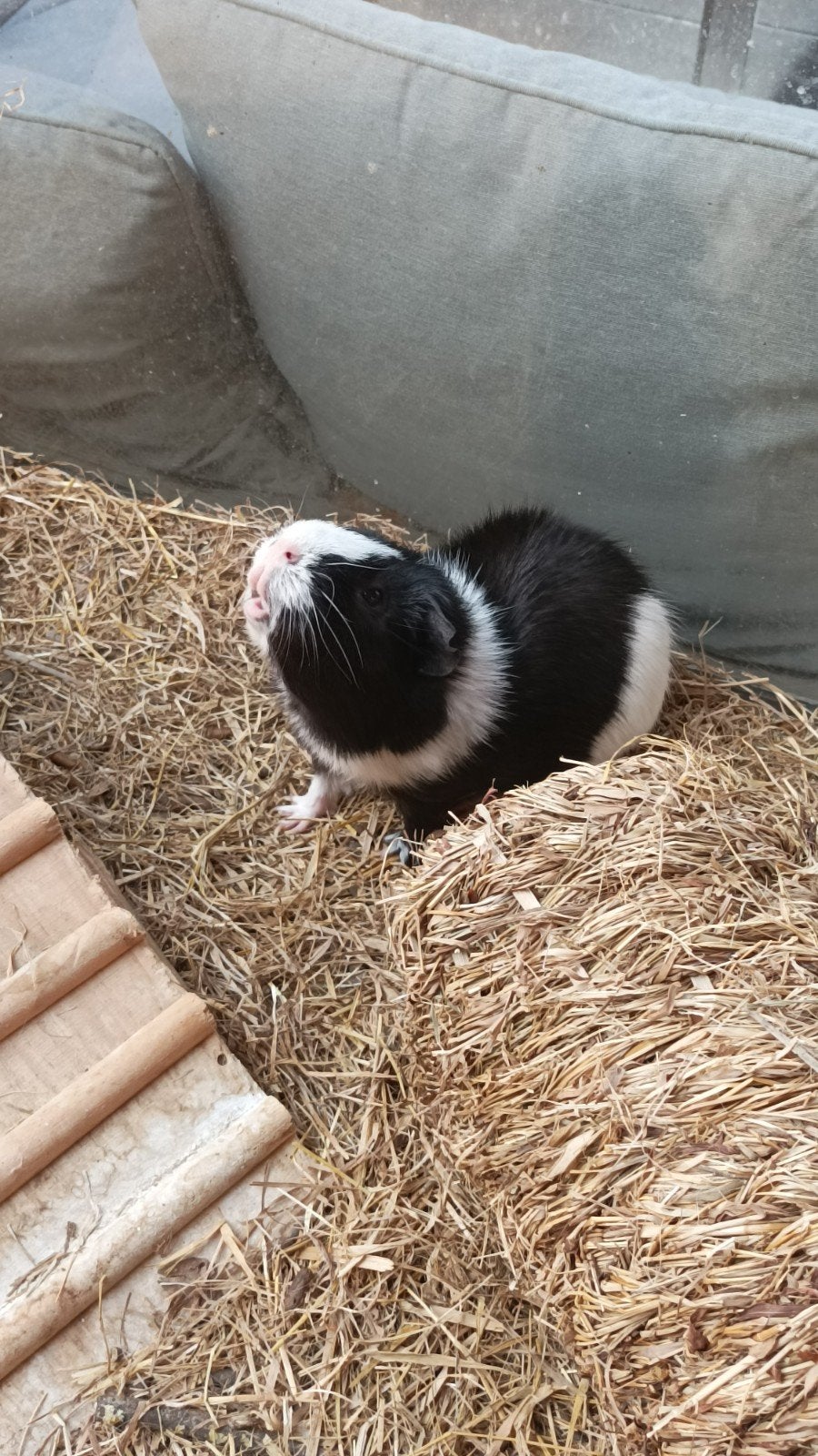 MOET SNEL WEG : Cavia., Ophalen, Gebruikt, Hok, Cavia