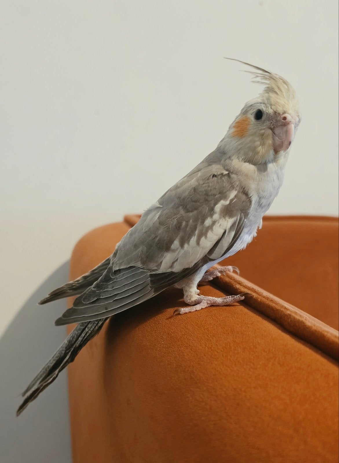 Lieve en tamme jonge valkparkiet (vrouw)
(vrouw), Femelle, Perroquet, Domestique