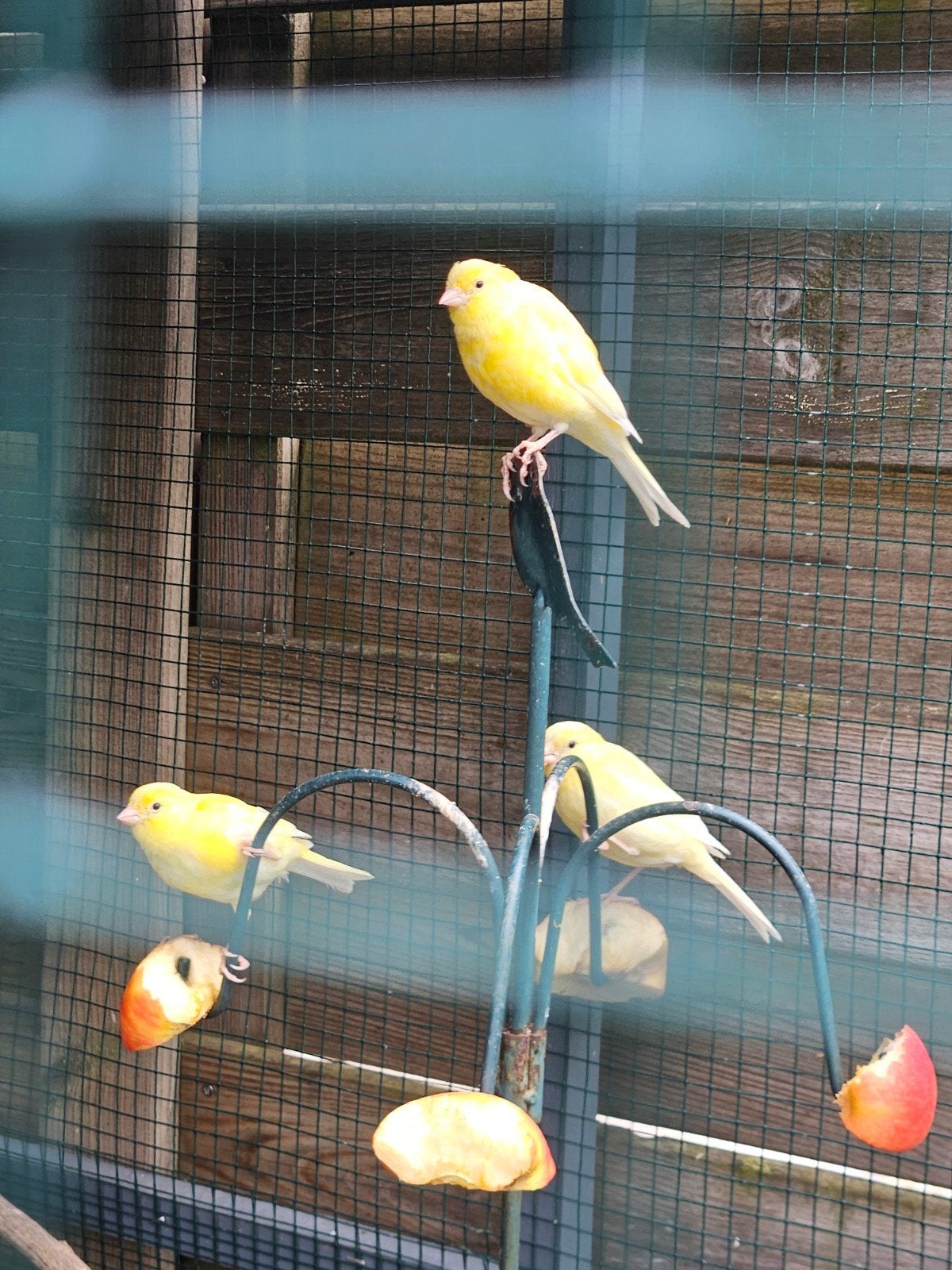 Kanarie, Animaux & Accessoires
