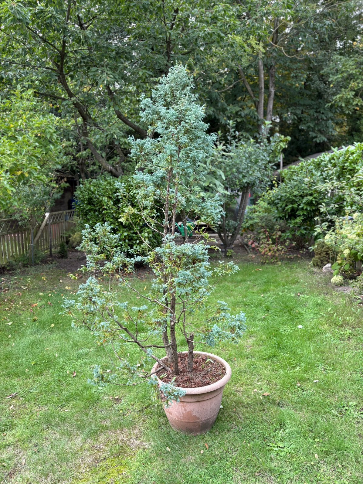 Chamaecyparis pisifera 'boulevard' (schijncipres), Tuin en Terras, Ophalen, In pot, Overige soorten, 100 tot 250 cm