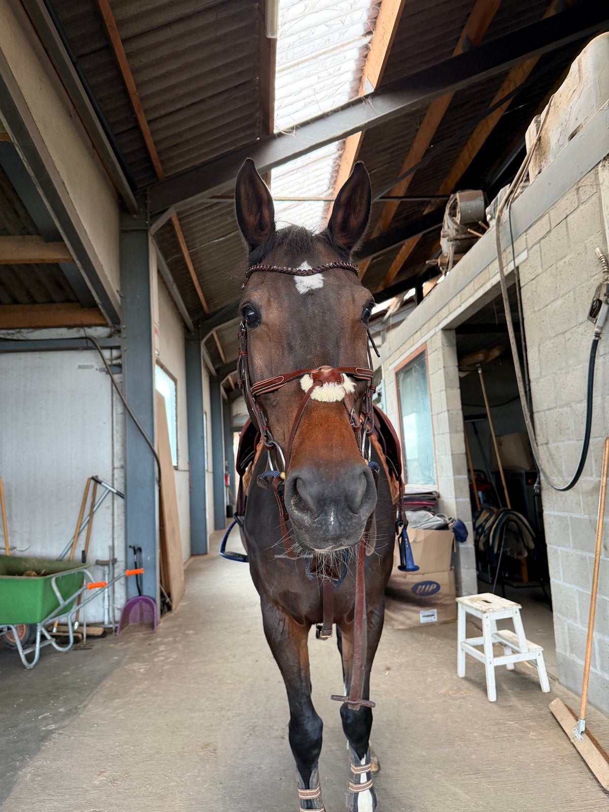 HALVE STAL, Dieren en Toebehoren, Merrie, Springpaard, Met stamboom, Niet van toepassing