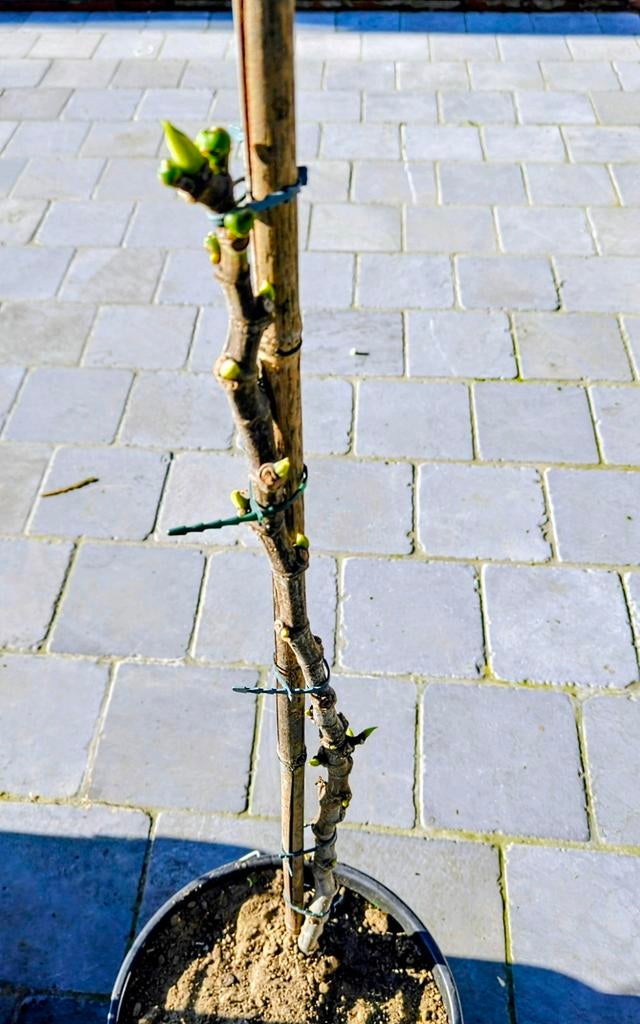Vijgenboom in verschillende formaten., Enlèvement