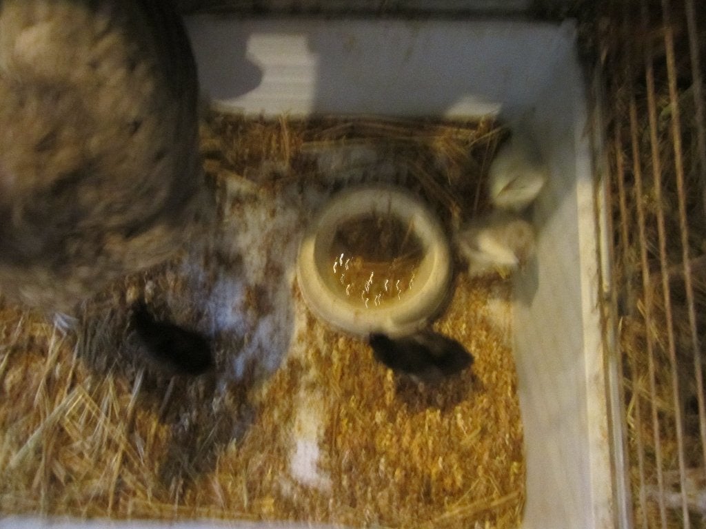 Mooie kloek met 7 kuikens, Plusieurs animaux, Poule ou poulet
