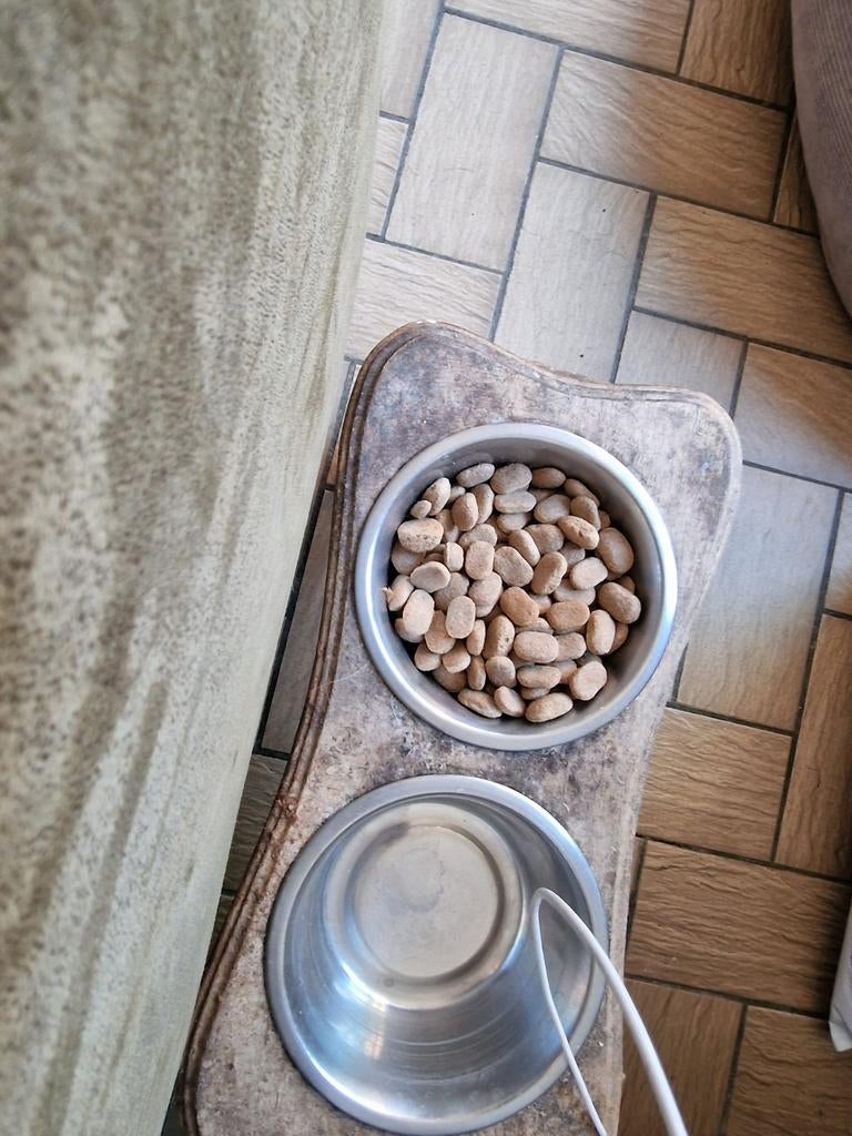 1zak honden korrels te koop in ieper, Dieren en Toebehoren, Ophalen, Hond