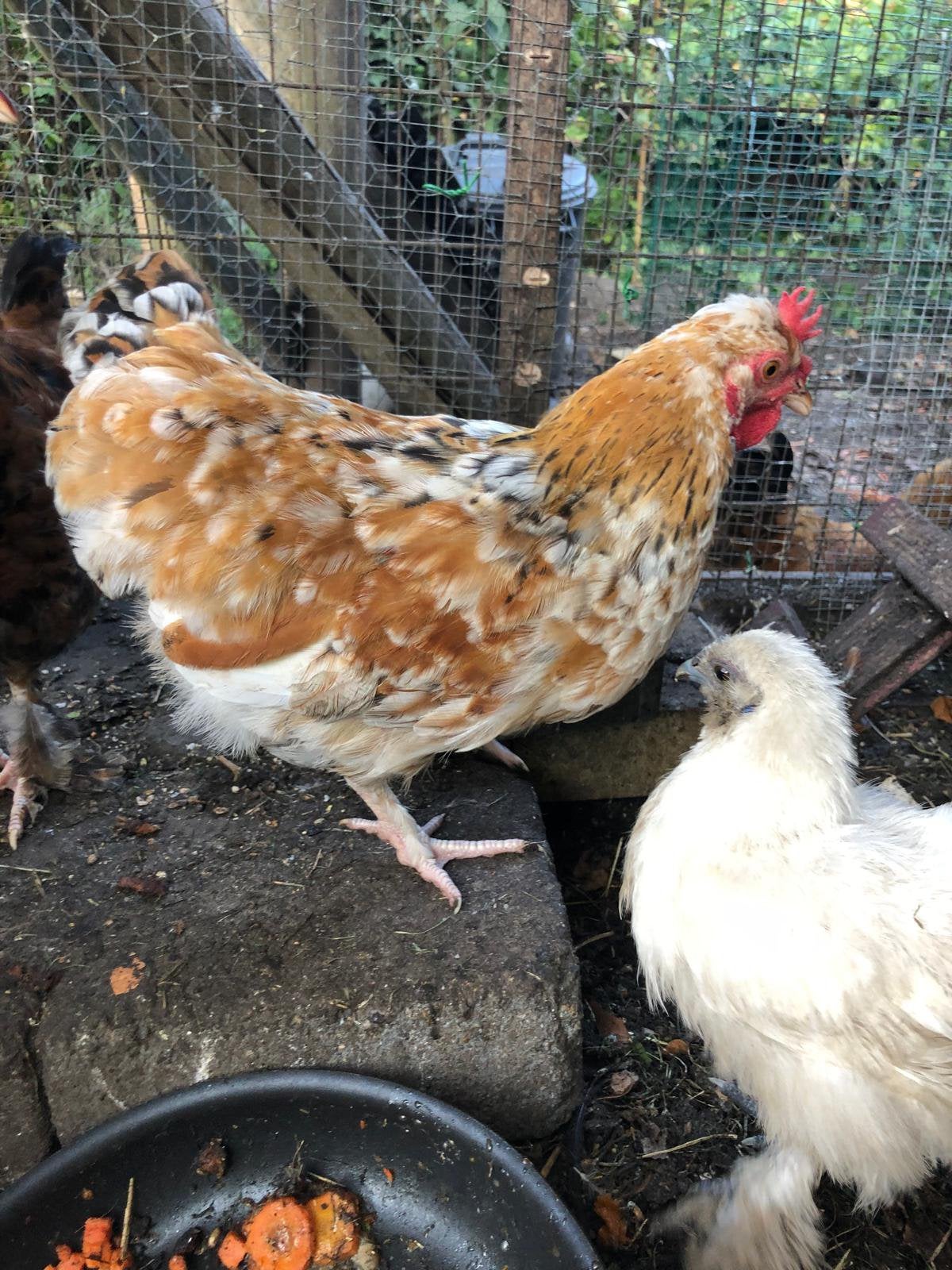 Haan, Mâle, Poule ou poulet