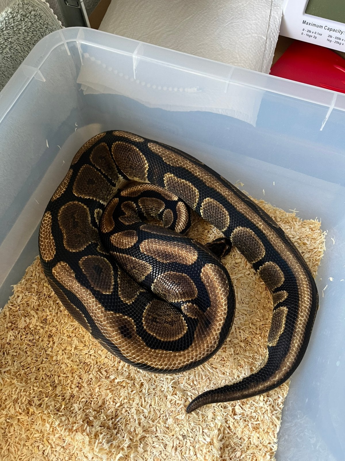 Sale Antwerpen Div.Koningspythons,Ball Python,Python Regius Ball Python photo 18