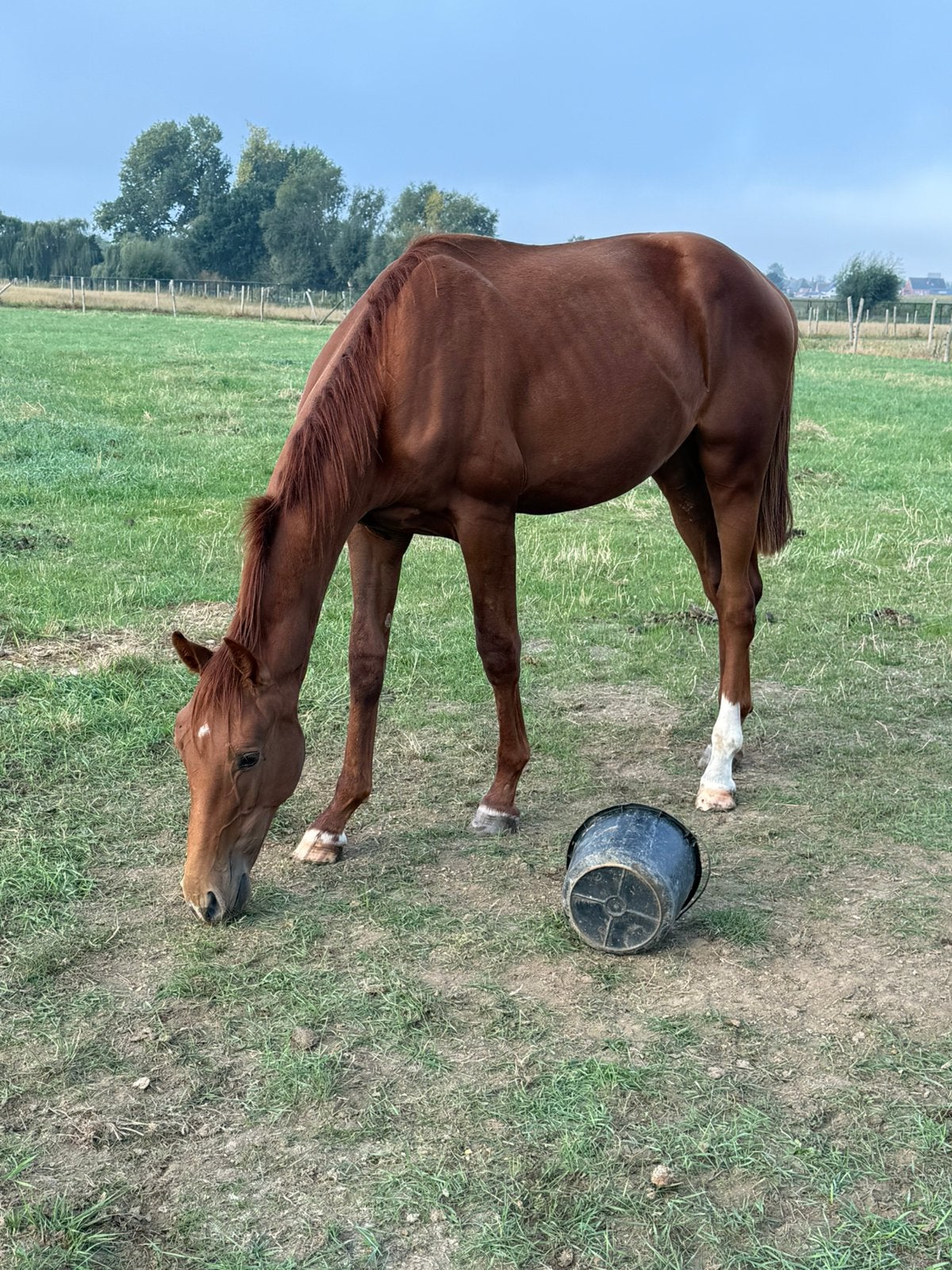 Mooie jaarling hengst te koop met top afstamming, Dieren en Toebehoren, Hengst