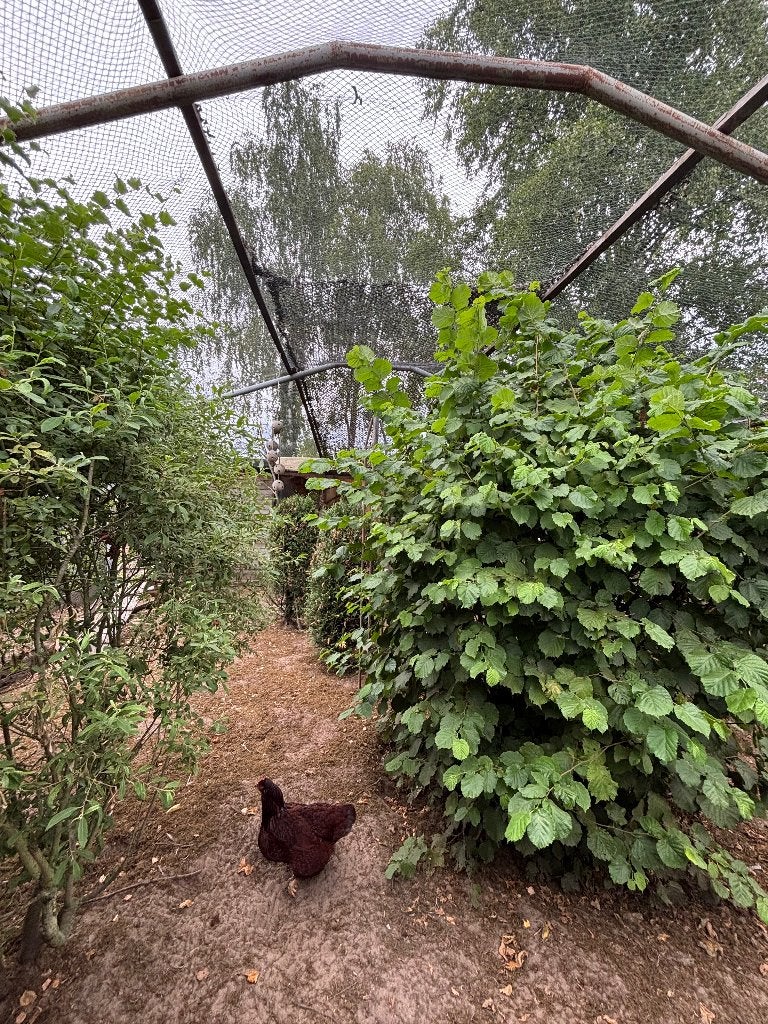 nieuwe thuis voor parkieten, Meerdere dieren, Parkiet