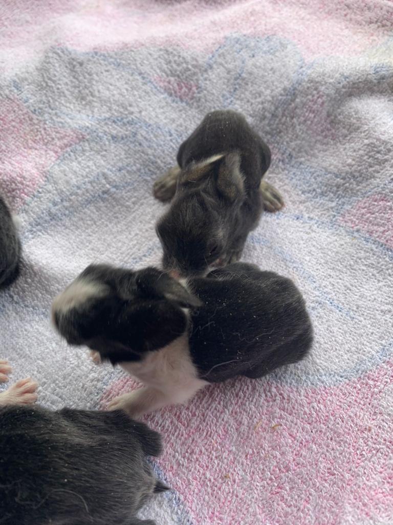 Jonge dwerg konijntje., Dieren en Toebehoren, Konijnen, Dwerg, Meerdere dieren, 0 tot 2 jaar