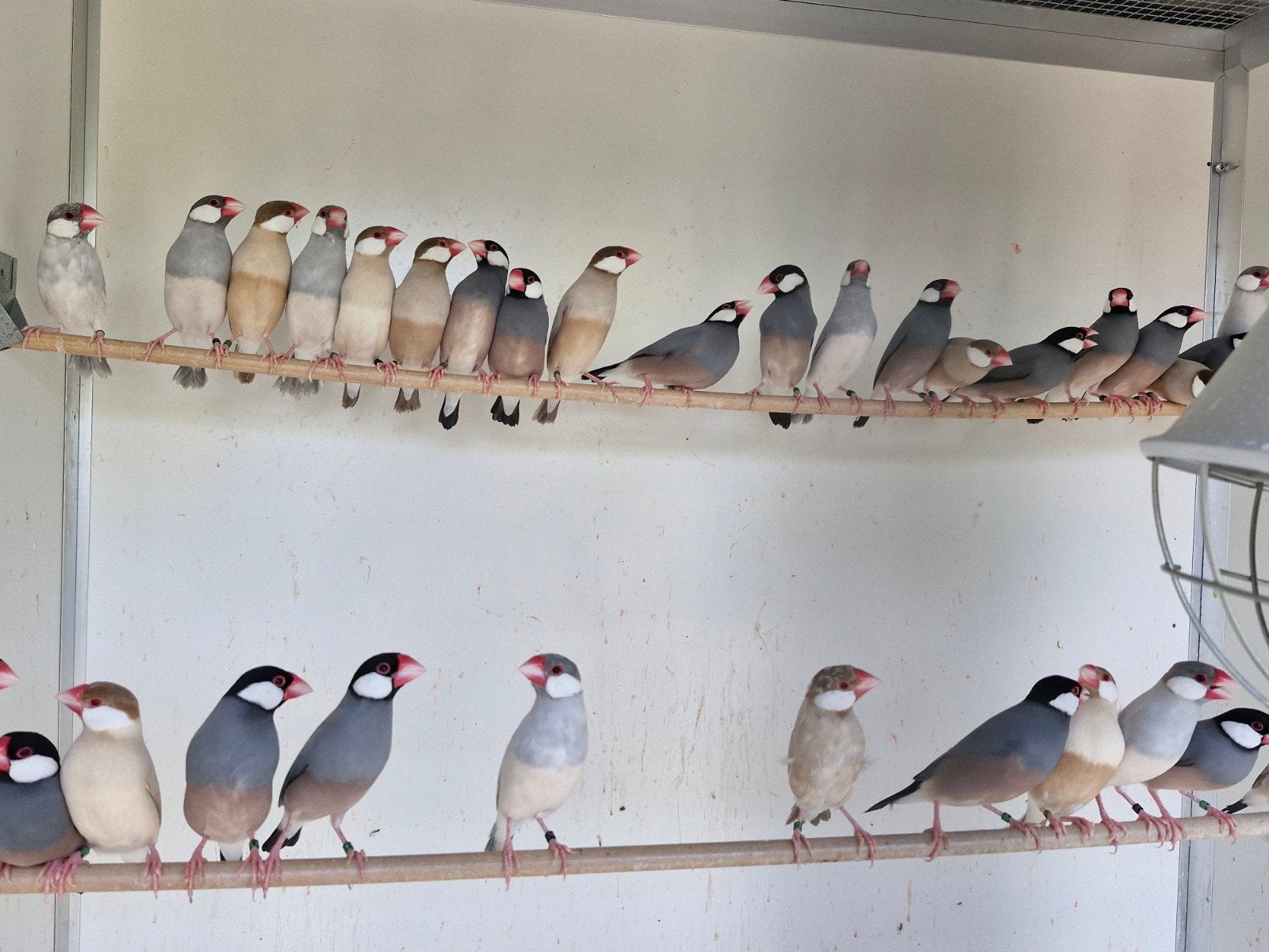 zeer mooie rijstvogels mokka en split mokka wildkleur 2026, Dieren en Toebehoren, Vogels | Overige Vogels, Meerdere dieren, Tropenvogel