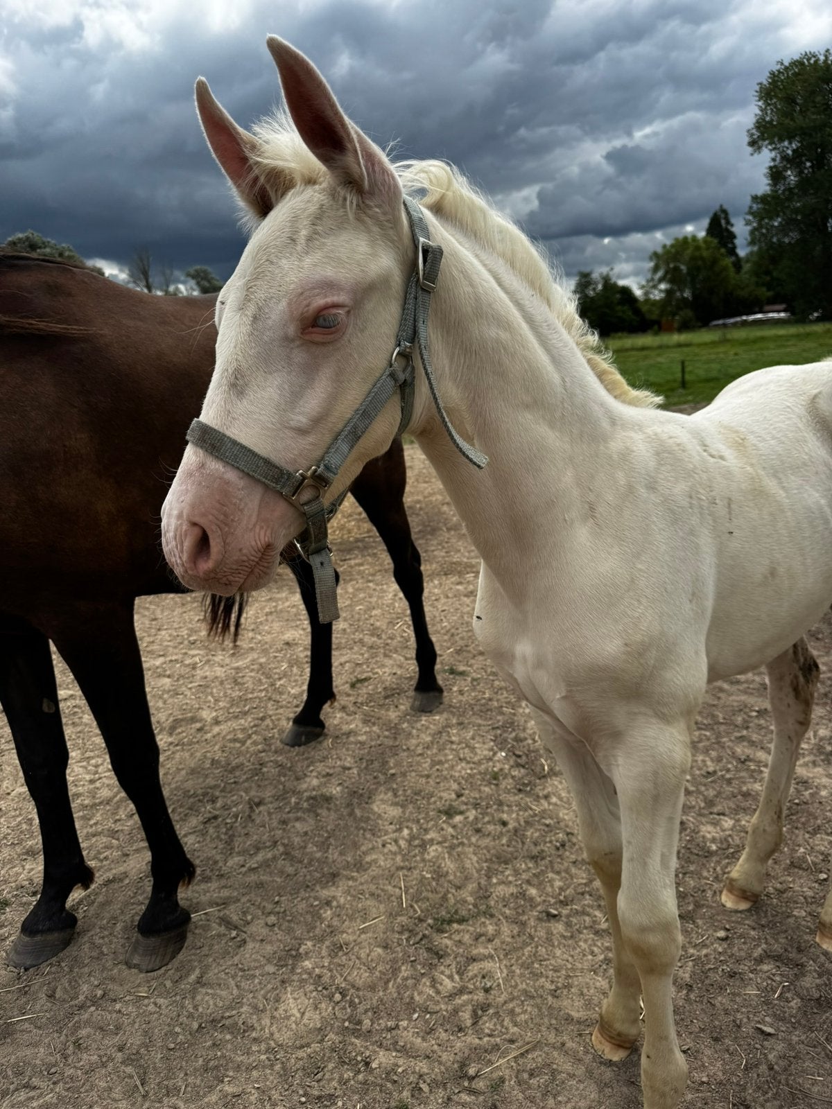 Perlino PRE hengstveulen, Dieren en Toebehoren, Paarden, M