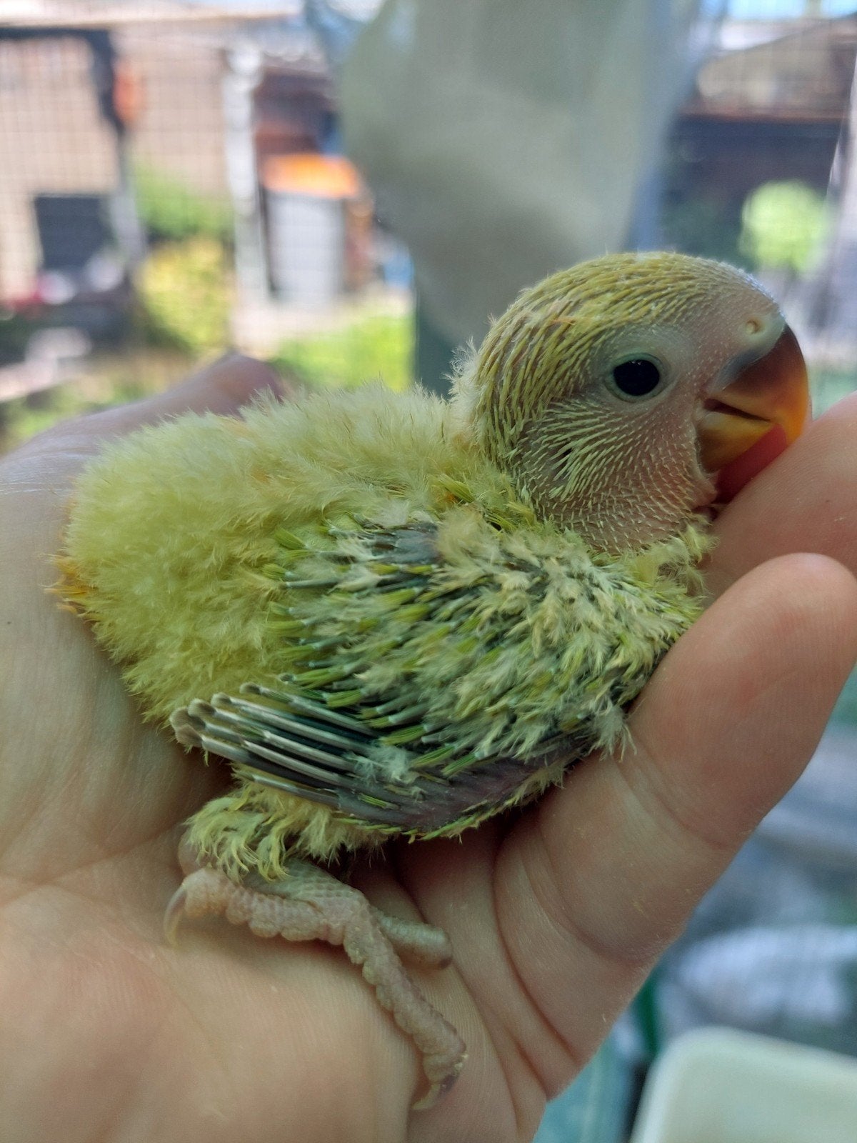 Roseicollie baby handtam, Dieren en Toebehoren, Vogels | Parkieten en Papegaaien, Geringd