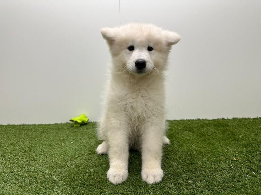 Chiots Samoyèdes, Loulou, Hépatite contagieuse (maladie de Rubarth), Plusieurs, Belgique