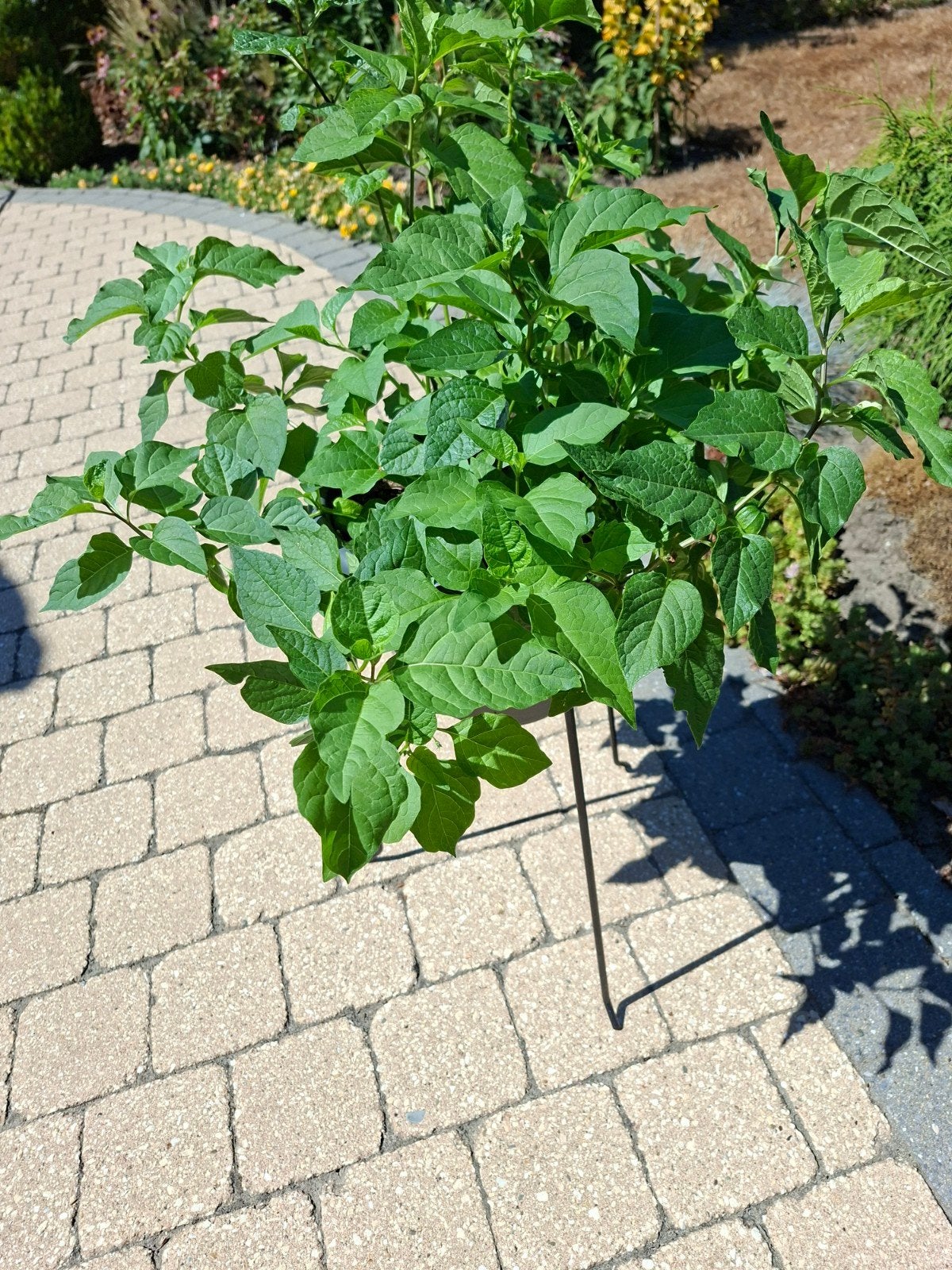 Lampioenplant, Ophalen