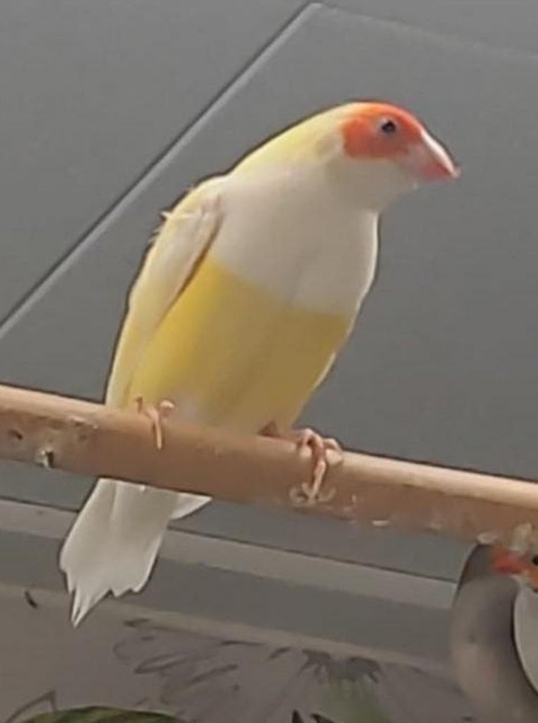 Gouldamadine pastel