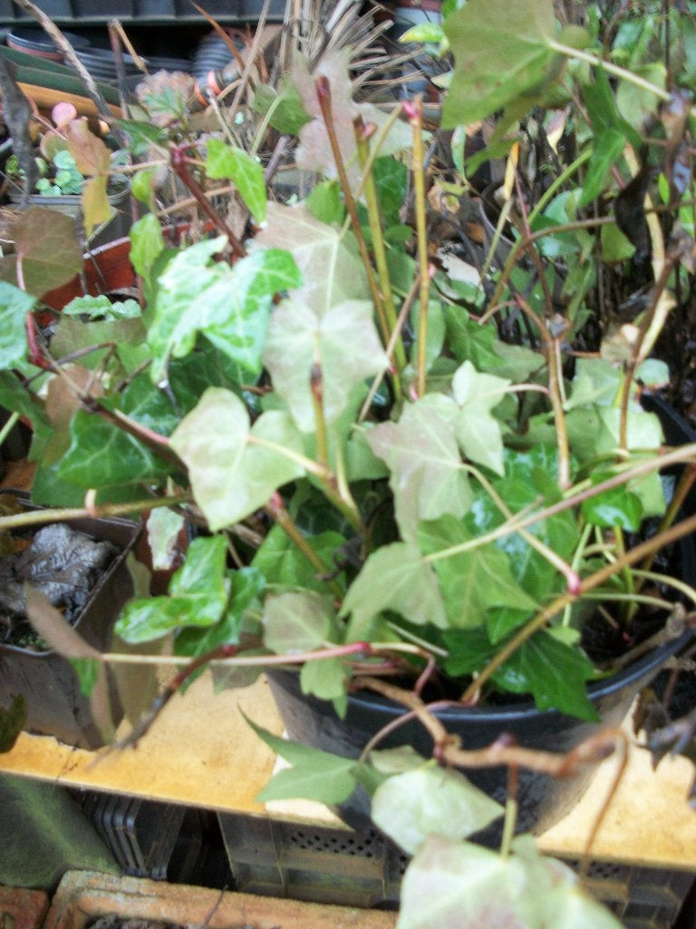 Stekken Hedera, Liguster, Lonicera, Tuin en Terras, Ophalen, Vaste plant, Overige soorten