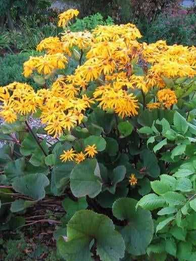 Ligularia dentata  Othello, Enlèvement