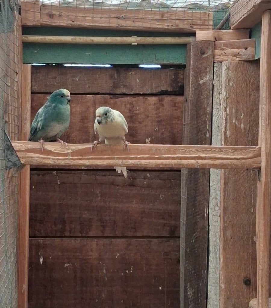 Kakariki Koppel Blauw, Meerdere dieren, Parkiet, Geringd
