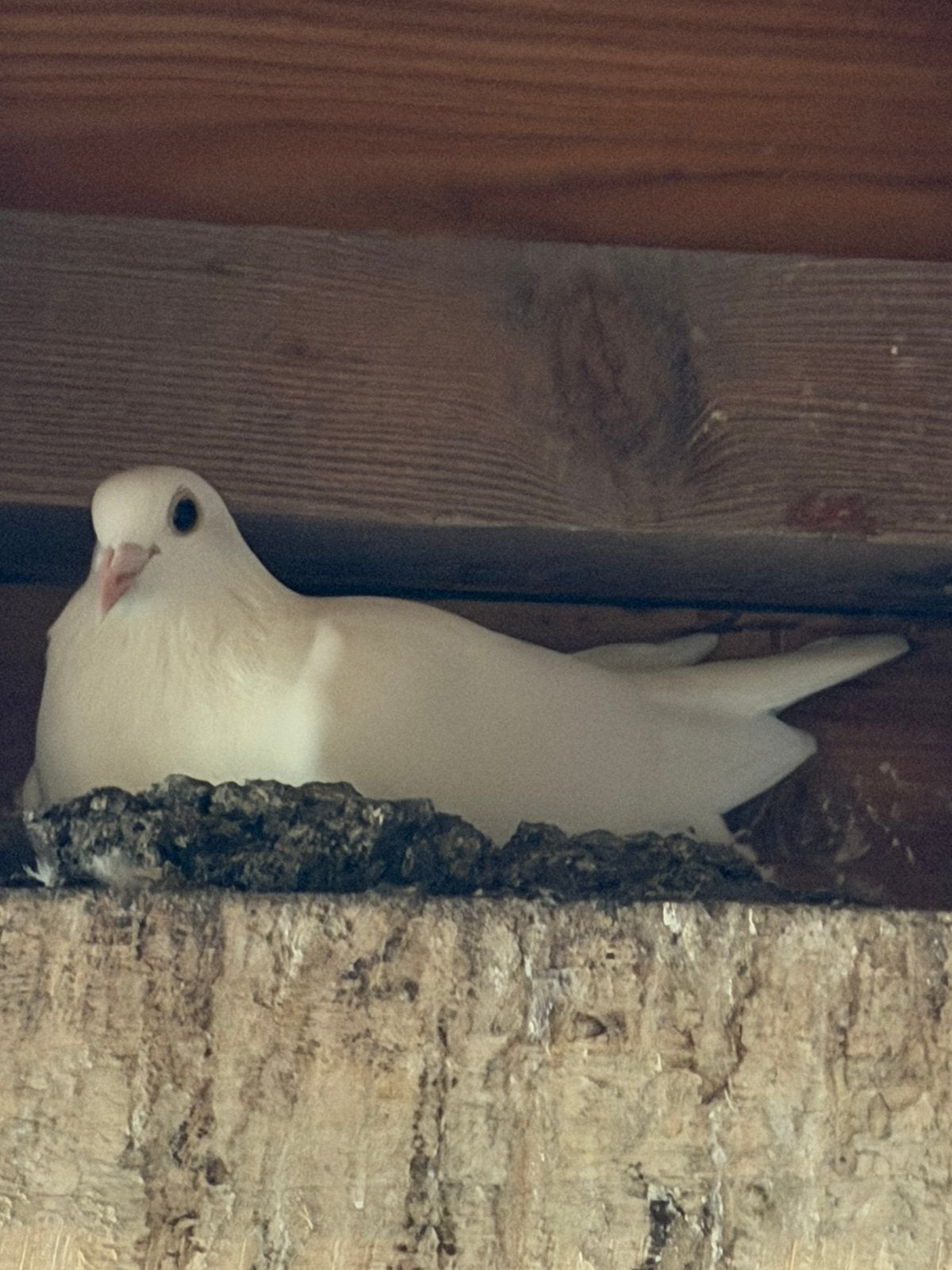 Paire de pigeons de course blancs, Plusieurs animaux, Pigeon voyageur