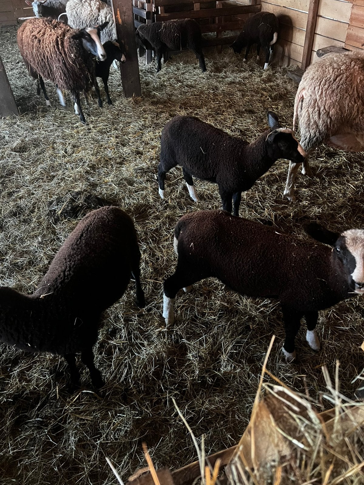 Zwartbles ramlammeren, Dieren en Toebehoren, Mannelijk, Schaap, 0 tot 2 jaar