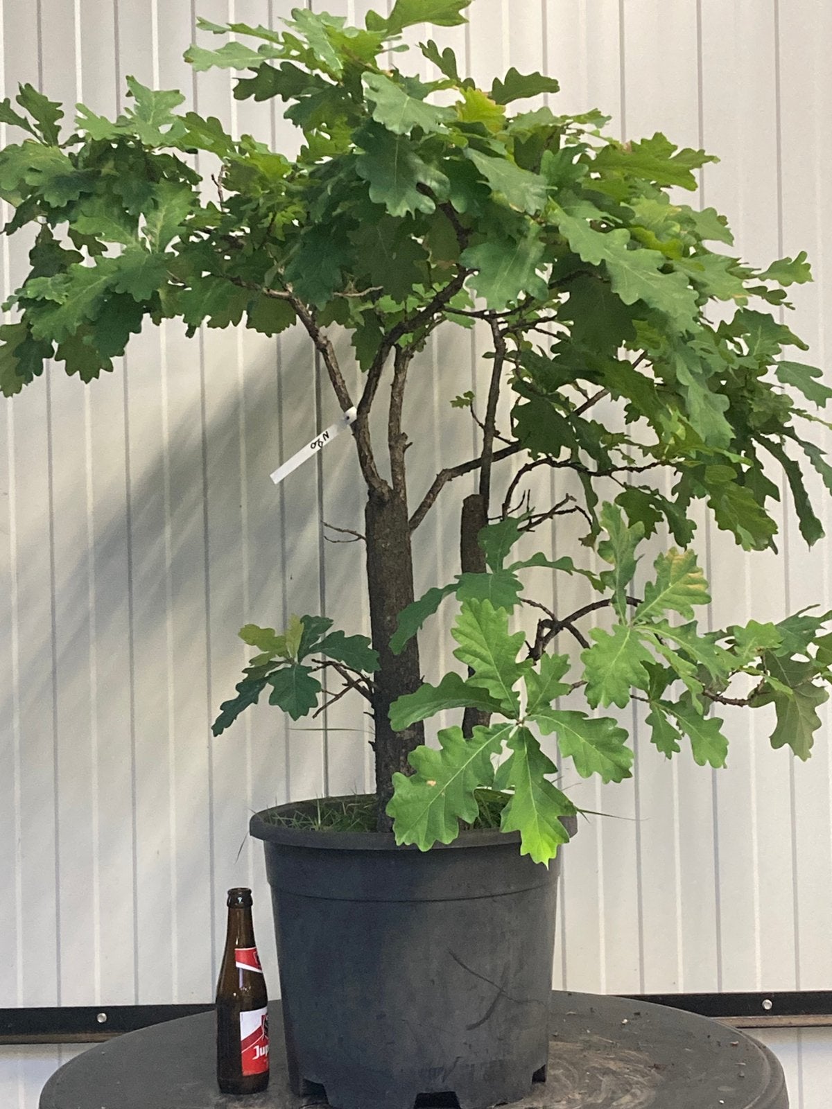 Bonsai eik startplant, Tuin en Terras, Ophalen
