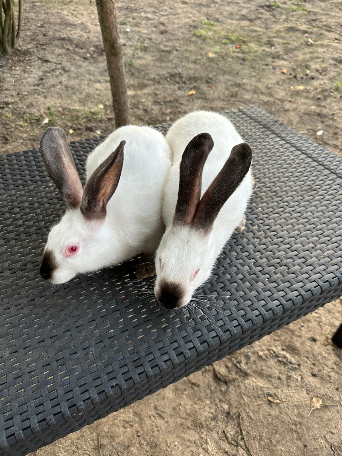 Vlees konijnen / rammen, Dieren en Toebehoren, Konijnen