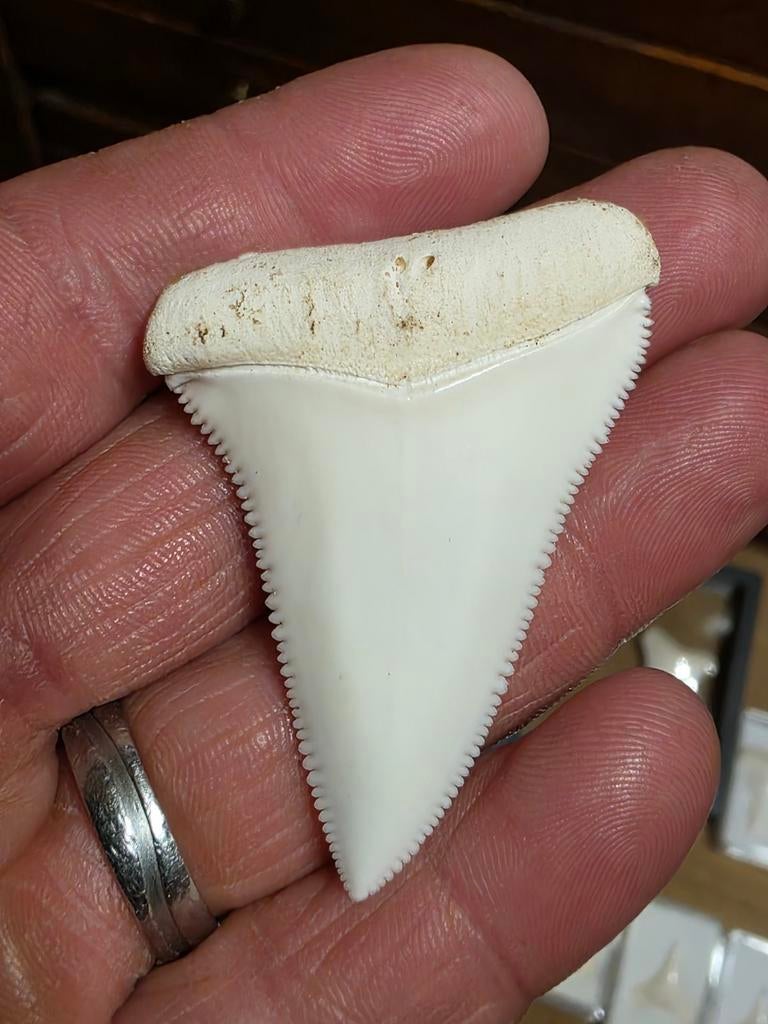 Zeldzame aangeboden grote recente Carcharodon carcharias 5,4, Verzamelen, Ophalen of Verzenden, Fossiel